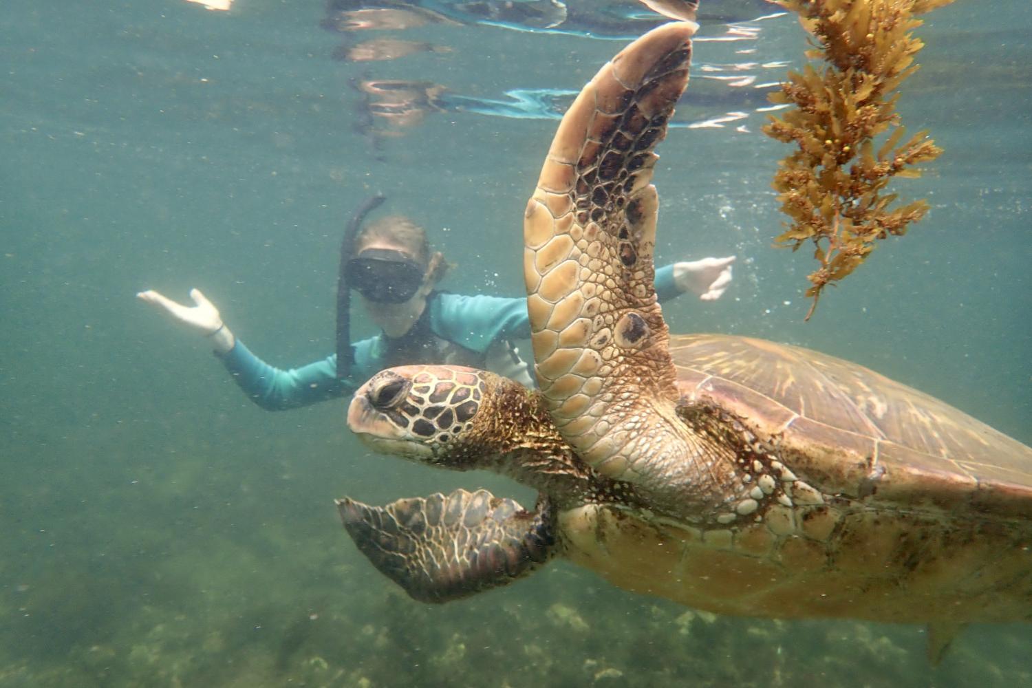 一名<a href='http://sthn.254336.com'>bv伟德ios下载</a>学生在Galápagos群岛游学途中与一只巨龟游泳.